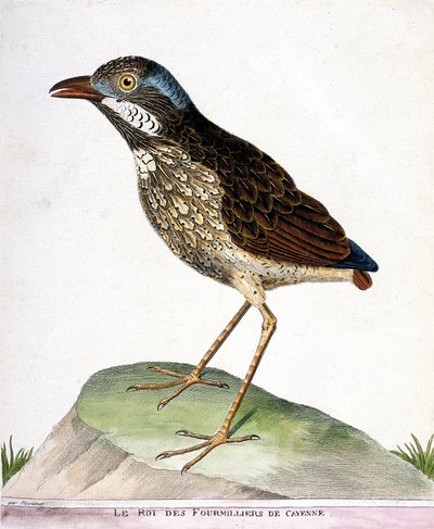 Zoologische Tafel (Ornithologie): Der König der Viertausend von Cayenne (Grallaria varia). Illustration in „Die Geschichte der Vögel, gemalt in ihren erscheinenden und empfindlichen Aspekten“ von Francois Nicolas Martinet (1731-1800). Private Sammlung von Francois Nicolas Martinet