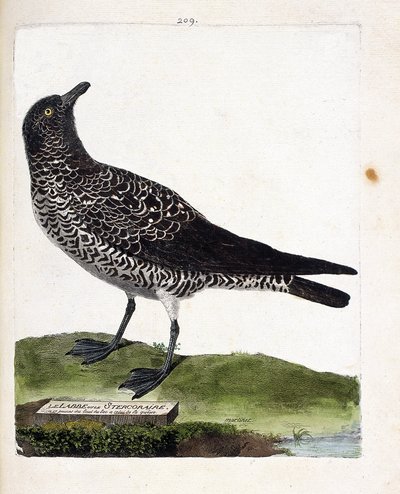 Zoologische Tafel (Ornithologie): Der Schmarotzerraubmöwe (Pomarine Raubmöwe oder Stercorarius pomarinus). Illustration in „Die Geschichte der Vögel, gemalt in ihren erscheinenden und empfindlichen Aspekten“ von Francois Nicolas Martinet (1731-1800). von Francois Nicolas Martinet