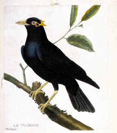 Zoologische Tafel (Ornithologie): Der Maina (Religiöser Maina oder Gracula religiosa) auf einem Ast. Illustration in „Die Geschichte der Vögel, gemalt in ihren erscheinenden und empfindlichen Aspekten“ von Francois Nicolas Martinet (1731-1800). Private Sam von Francois Nicolas Martinet