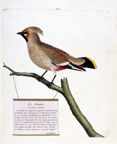 Zoologische Tafel (Ornithologie): Der naturgroße Seidenschwanz (Bombycilla garrulus) auf einem Ast. Illustration in „Die Geschichte der Vögel, gemalt in ihren erscheinenden und empfindlichen Aspekten“ von Francois Nicolas Martinet (1731-1800). von Francois Nicolas Martinet