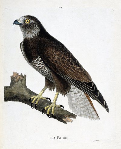 Zoologische Tafel (Ornithologie): Der Mäusebussard (Buteo buteo) auf einem Ast. Illustration in „Die Geschichte der Vögel, gemalt in ihren erscheinenden und empfindlichen Aspekten“ von Francois Nicolas Martinet (1731-1800). Private Sammlung. von Francois Nicolas Martinet