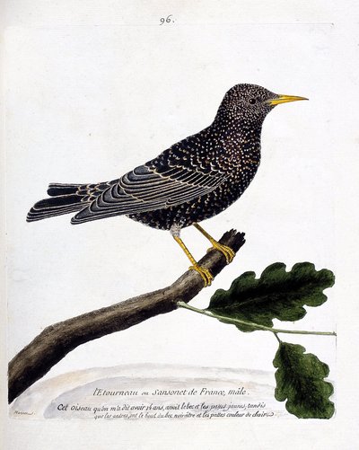 Zoologische Tafel (Ornithologie): Der Star oder Sansonet (Star oder Sturnus vulgaris) auf einem Ast. Illustration in „Die Geschichte der Vögel, gemalt in ihren erscheinenden und empfindlichen Aspekten“ von Francois Nicolas Martinet (1731-1800). von Francois Nicolas Martinet