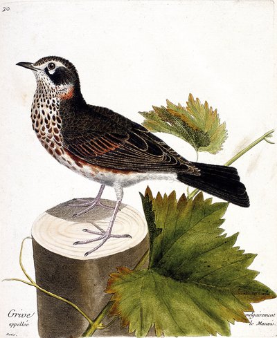 Zoologische Tafel (Ornithologie): Die Drossel (Turdus iliacus) auf einem Baumstamm. Illustration in „Die Geschichte der Vögel“ von Francois Nicolas Martinet (1731-1800). von Francois Nicolas Martinet