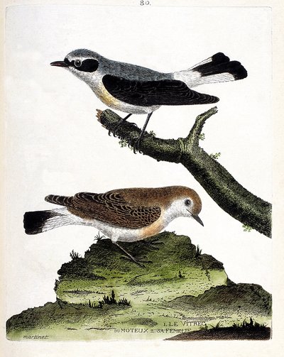 Zoologische Tafel (Ornithologie): Der Vitrec (Oenanthe) auf dem Ast und sein Weibchen. Illustration in „Die Geschichte der Vögel“ von Francois Nicolas Martinet (1731-1800). Private Sammlung. von Francois Nicolas Martinet