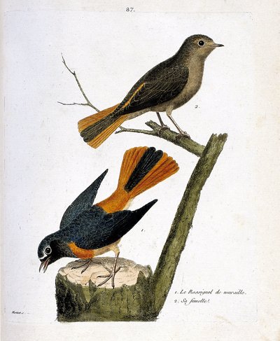 Zoologische Tafel (Ornithologie): Die Nachtigall auf einem Baumstamm und ihr Weibchen (Rotschwanz mit weißer Stirn oder Phoenicurus phoenicurus) auf dem Ast. Illustration in „Die Geschichte der Vögel, gemalt in ihren erscheinenden und empfindlichen Aspekte von Francois Nicolas Martinet