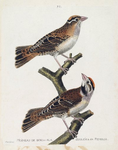 Zoologische Tafel (Ornithologie): Der Waldsperling oder der Entlastungssperling (Hudson-Sperling oder Spizea arborea) und sein Weibchen (entlasteter Sperling oder Petronia petronia). Illustration in „Die Geschichte der Vögel, gemalt in ihren erscheinenden  von Francois Nicolas Martinet