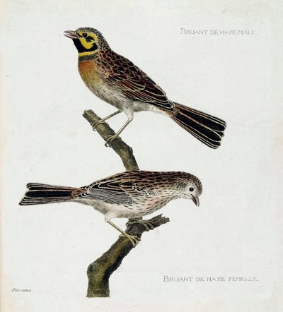 Zoologische Tafel (Ornithologie): von oben nach unten: Männliche und weibliche Haussperlinge (Zizi oder Emberiza cirlus) auf einem Ast. Illustration in „Die Geschichte der Vögel, gemalt in ihren erscheinenden und empfindlichen Aspekten“ von Francois Nicola von Francois Nicolas Martinet