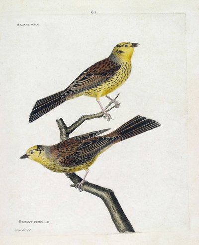 Zoologische Tafel (Ornithologie): Männliche und weibliche Spatzen (Gelbsperling oder Emberiza citrinella). Illustration in „Die Geschichte der Vögel, gemalt in ihren erscheinenden und empfindlichen Aspekten“ von Francois Nicolas Martinet (1731-1800). Priva von Francois Nicolas Martinet