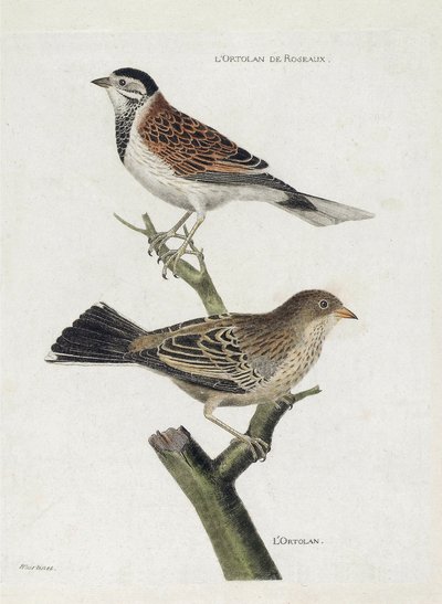 Zoologische Tafel (Ornithologie): Rohrammer (Emberiza schoeniclus) und Ortolan (Emberiza hortulana) auf einem Ast. Illustration in „Die Geschichte der Vögel“. von Francois Nicolas Martinet