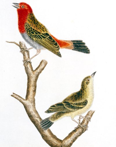 Spatz und sein Weibchen, kolorierte Gravur von François Nicolas Martinet von Francois Nicolas Martinet