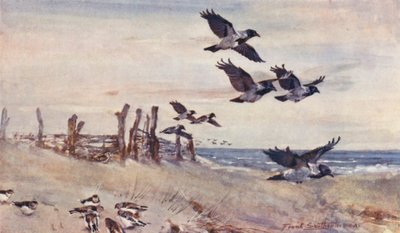 Wildes Leben in Ostanglien: Herbstimmigranten, Nebelkrähen und Schneeammern von Frank Southgate