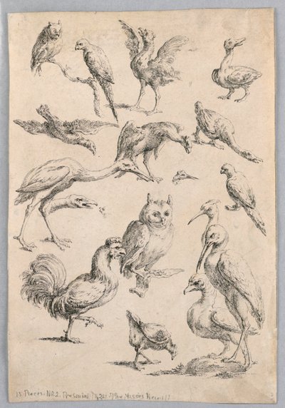 Vogelsammlung, aus dem "Recueil de differentes études d