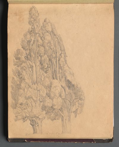 Album mit Ansichten von Rom und Umgebung, Landschaftsstudien, Seite 13a: Bäume von Franz Johann Heinrich Nadorp
