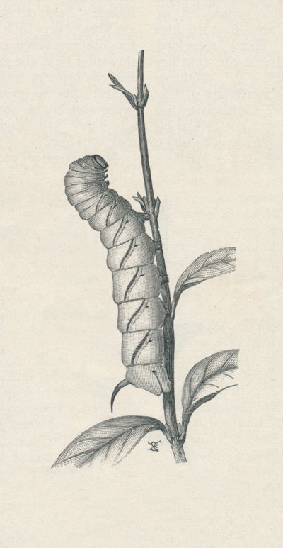 Ausgewachsene Raupe des Ligusterschwärmers, ähnlich beschäftigt, ca. 1900, 1910 von Fred Enock