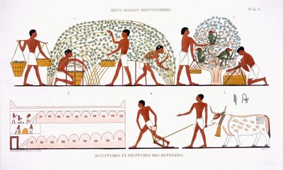Obsternte, aus einem seltenen Bericht über Fresken aus Theben, aufgezeichnet 1819-1822 bei seinem zweiten Besuch in Ägypten von Frederic Cailliaud von Frederic (after) Cailliaud