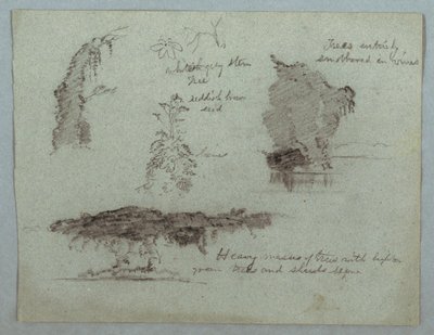 Details von Blumen, Pflanzen und Bäumen entlang eines Flussufers, Rio Magdalena, Kolumbien von Frederic Edwin Church