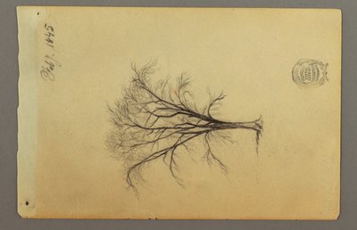Zeichnung, Ein blattloser Baum, Februar 1845 von Frederic Edwin Church