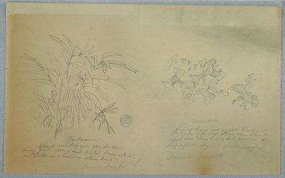 Pfeilwurz- und Kardamomstudien, Jamaika von Frederic Edwin Church