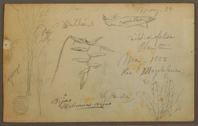 Botanische Skizzen vom Rio Magdalena, Kolumbien, Mai 1853 von Frederic Edwin Church