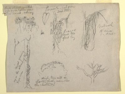 Zeichnung, Botanische Studien vom Rio Magdalena, Kolumbien: Parasit, Toter Baum, 1853 von Frederic Edwin Church