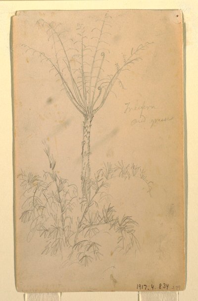 Zeichnung, Botanische Studien eines Baumes, Mai–Juni 1857 von Frederic Edwin Church