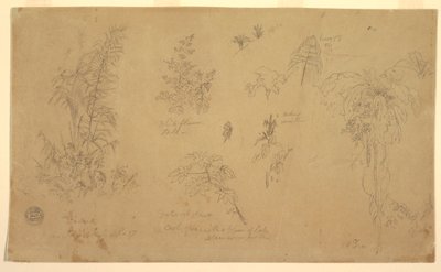 Botanische Skizzen, "nahe Jorje", 23. Juli 1857 von Frederic Edwin Church