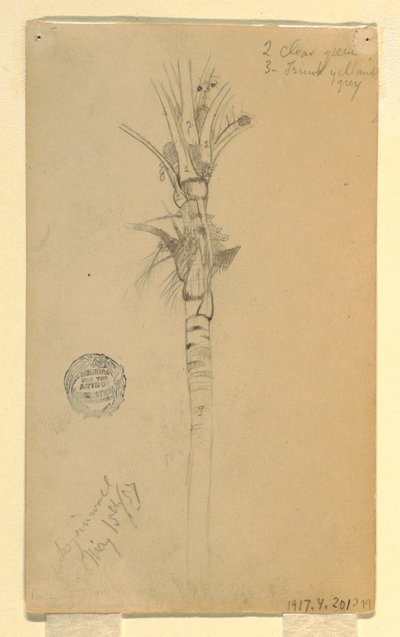 Blätter und Stamm einer Palme, Aspinwall, Panama, 15. Mai 1857 von Frederic Edwin Church