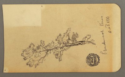 Kieferbaum von Frederic Edwin Church