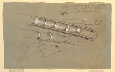 Studie von Bambus, Juni 1857 von Frederic Edwin Church