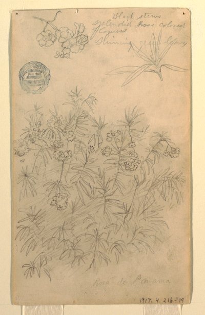 Zeichnung, Studie einer Rosa de Panama oder Oleanderpflanze von Frederic Edwin Church