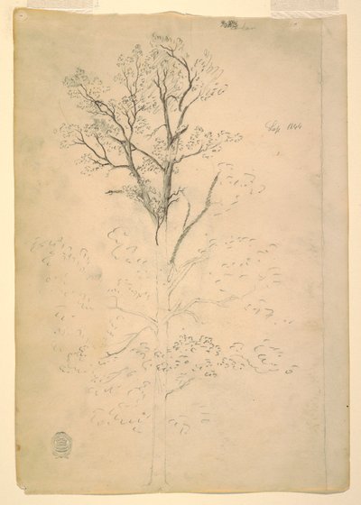 Baum, September 1844 von Frederic Edwin Church