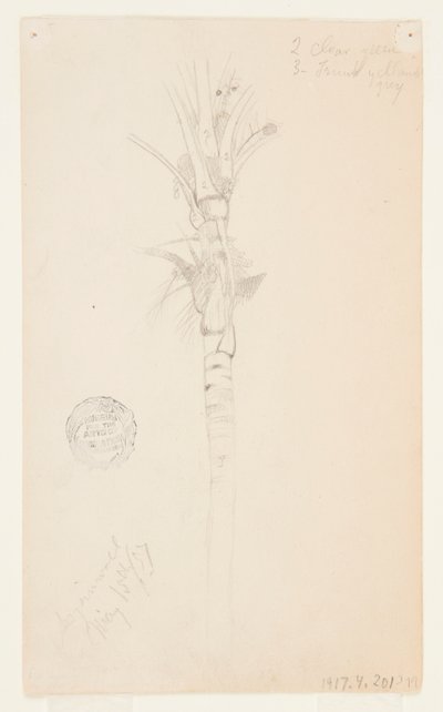Blätter und Stamm einer Palme, Aspinwall, Panama von Frederic Edwin Church