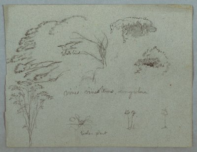 Studien vom Rio Magdalena, Kolumbien: Baumwipfel, fliegender weißer Vogel, Ranken und drei blühende Pflanzen von Frederic Edwin Church