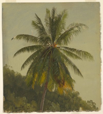 Studie einer Palme, Jamaika von Frederic Edwin Church