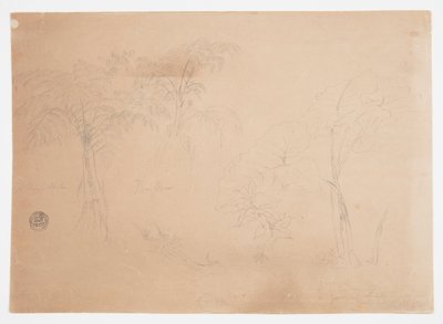 Studie von zwei Bäumen und drei Pflanzen, in der Nähe von Jorje, Ecuador von Frederic Edwin Church