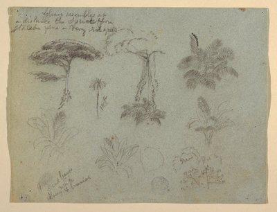 Baumstudien vom Rio Magdalena, Kolumbien von Frederic Edwin Church