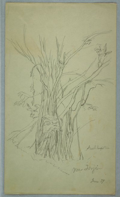 Baum mit vielen getrennten Stämmen in der Nähe von Jorje, Ecuador, Juni 1857 von Frederic Edwin Church