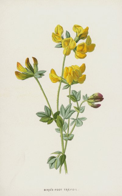 Gewöhnlicher Hornklee von Frederick Edward Hulme