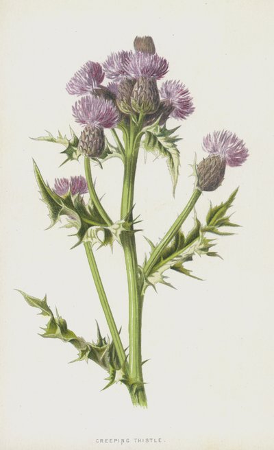 Kriechende Distel von Frederick Edward Hulme