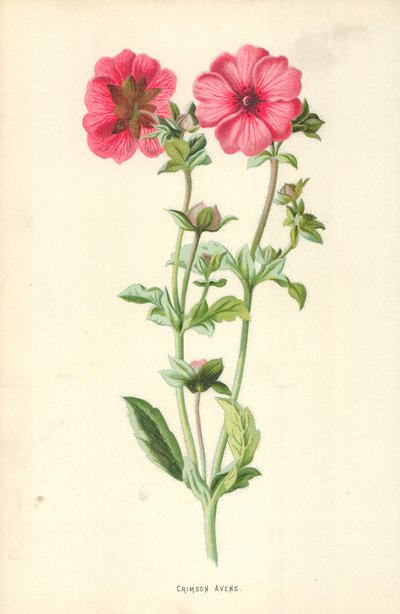 Blutroter Geum von Frederick Edward Hulme