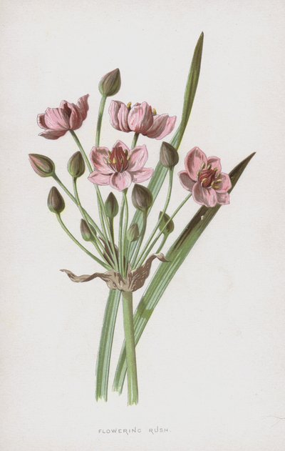 Blühender Igelkolben von Frederick Edward Hulme