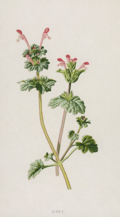 Purpurrote Taubnessel von Frederick Edward Hulme