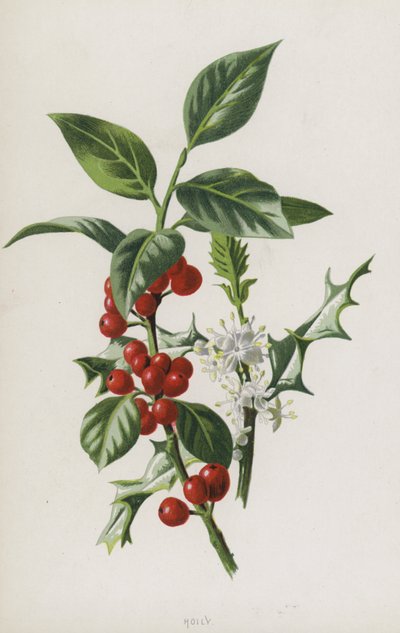 Stechpalme von Frederick Edward Hulme