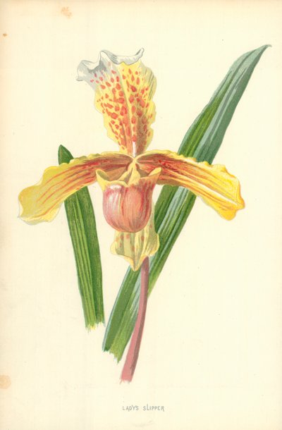 Frauenschuh von Frederick Edward Hulme