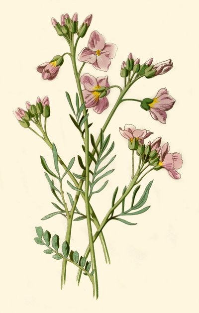 Wiesenschaumkraut, Bitterkresse oder Kuckucksblume, 1877 von Frederick Edward Hulme