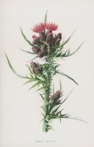 Sumpf-Kratzdistel von Frederick Edward Hulme
