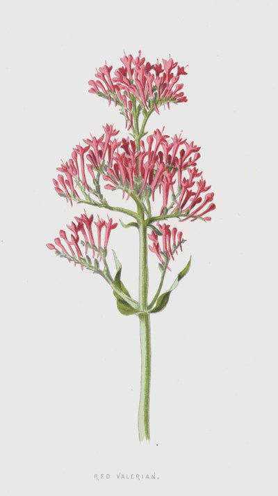 Rote Spornblume von Frederick Edward Hulme