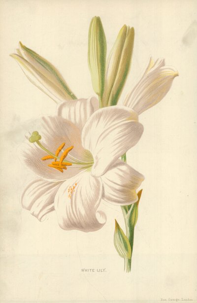 Weiße Lilie von Frederick Edward Hulme
