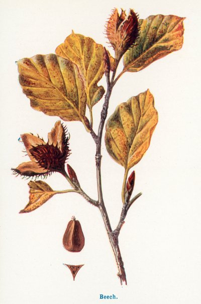 Wilde Früchte der Landschaft: Buche von Frederick Edward Hulme