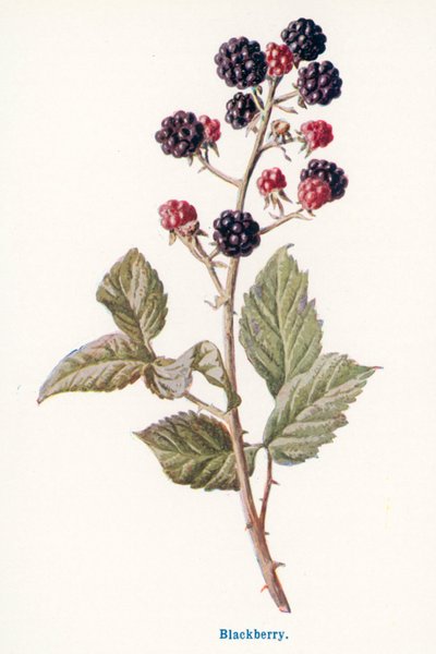 Wilde Früchte der Landschaft: Brombeere von Frederick Edward Hulme